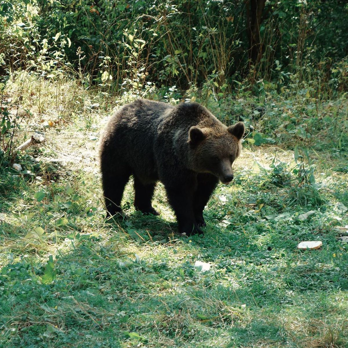 GALERIE FOTO A fost în Top 5, iar acum face reclamă României! Tomas Berdych s-a întâlnit cu ursul pe Transfăgărășan