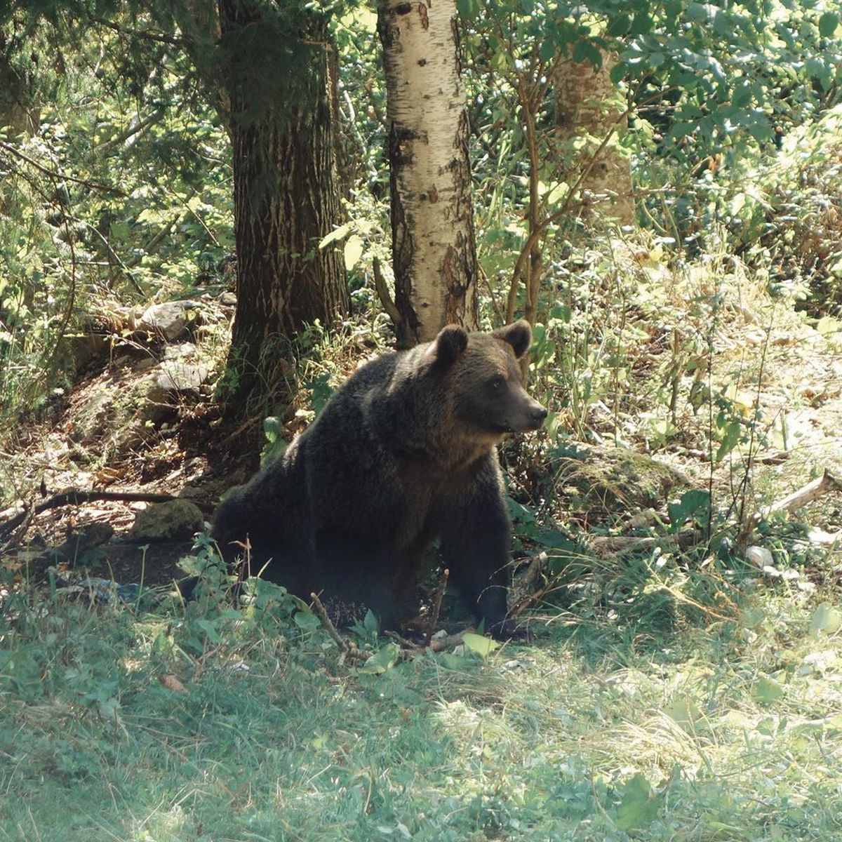GALERIE FOTO A fost în Top 5, iar acum face reclamă României! Tomas Berdych s-a întâlnit cu ursul pe Transfăgărășan