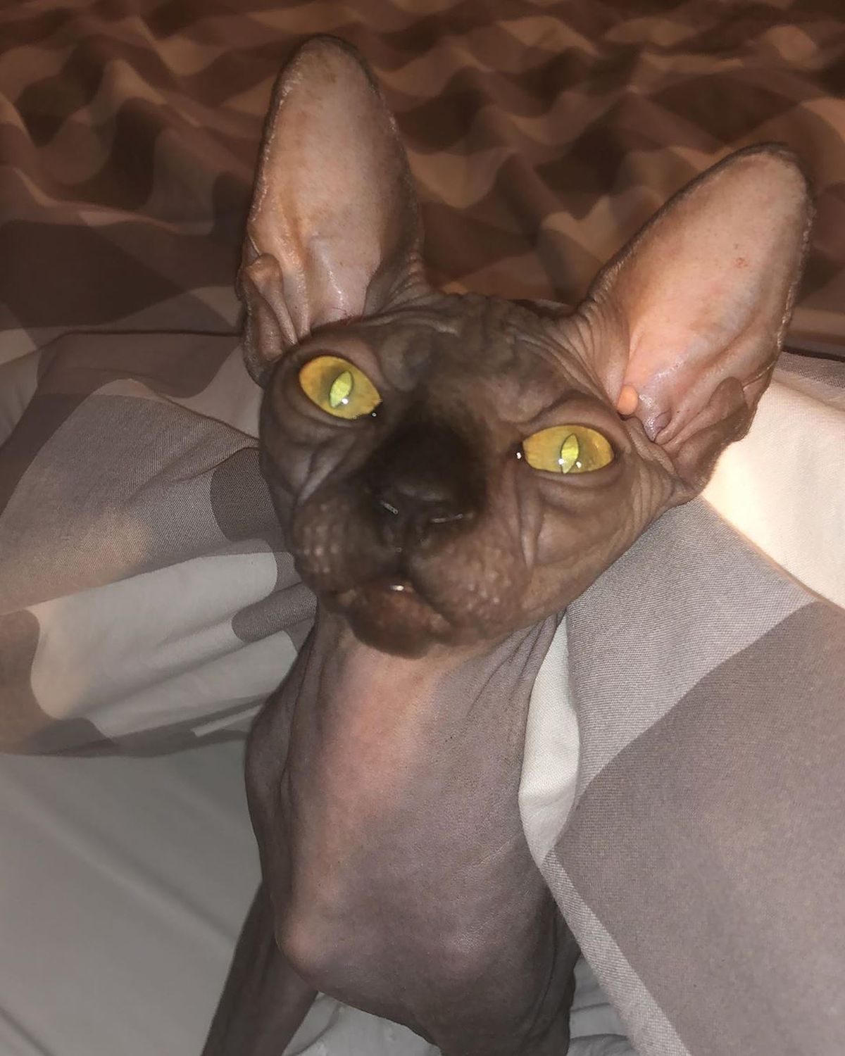 FOTO Anamaria Prodan și-a luat pisică de rasă! Câți bani a costat-o și cum a făcut-o vedetă pe internet