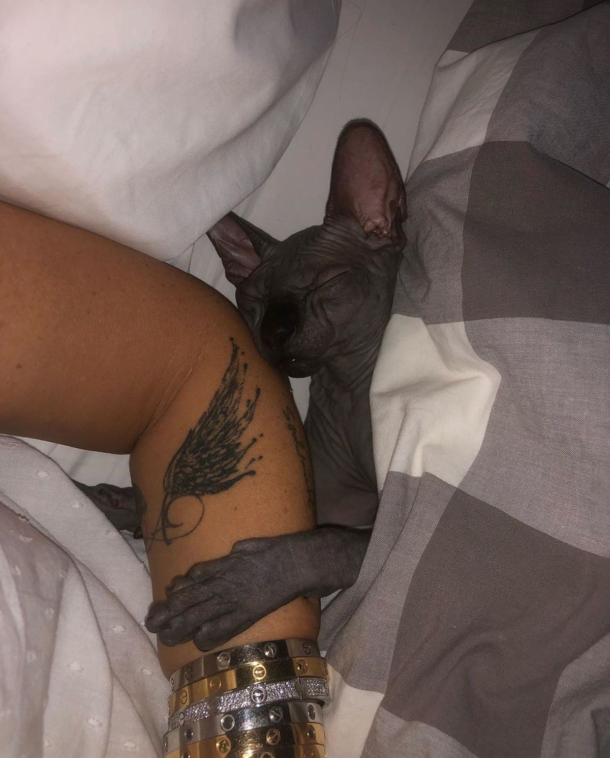 FOTO Anamaria Prodan și-a luat pisică! Câți bani a costat-o și cum a făcut-o vedetă pe internet