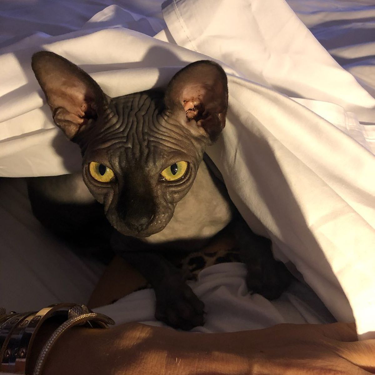 FOTO Anamaria Prodan și-a luat pisică de rasă! Câți bani a costat-o și cum a făcut-o vedetă pe internet