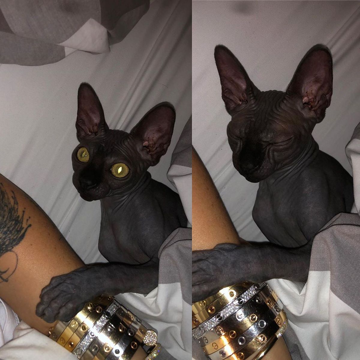 FOTO Anamaria Prodan și-a luat pisică de rasă! Câți bani a costat-o și cum a făcut-o vedetă pe internet