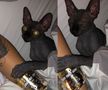 FOTO Anamaria Prodan și-a luat pisică de rasă! Câți bani a costat-o și cum a făcut-o vedetă pe internet