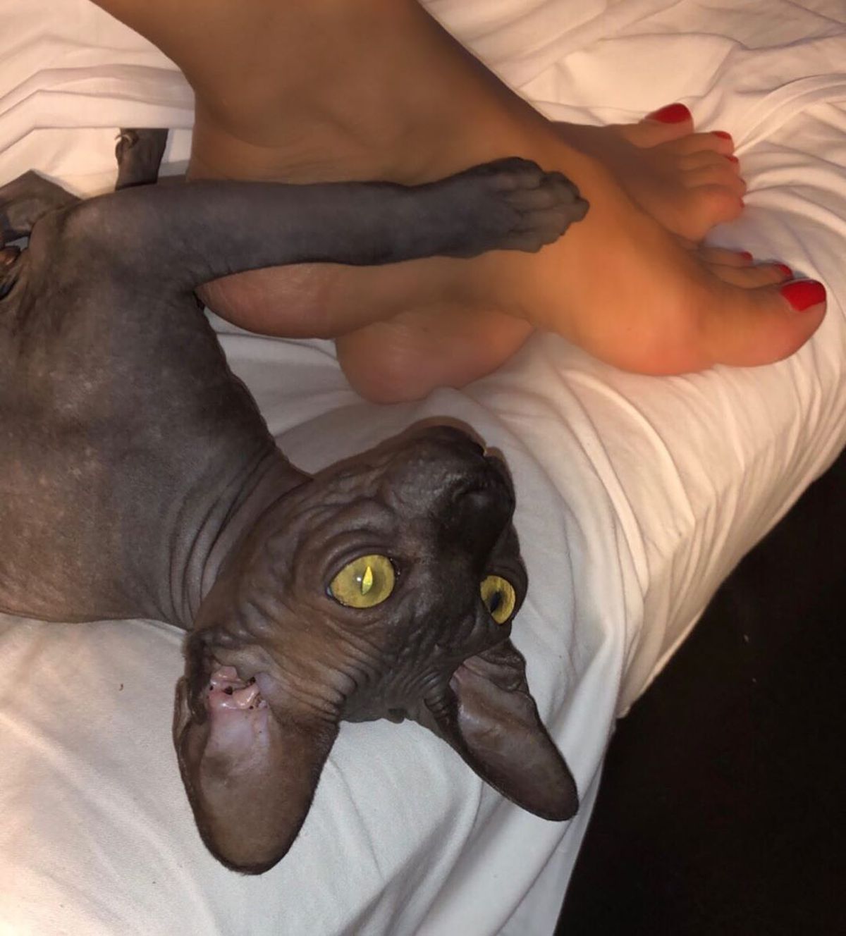 FOTO Anamaria Prodan și-a luat pisică de rasă! Câți bani a costat-o și cum a făcut-o vedetă pe internet