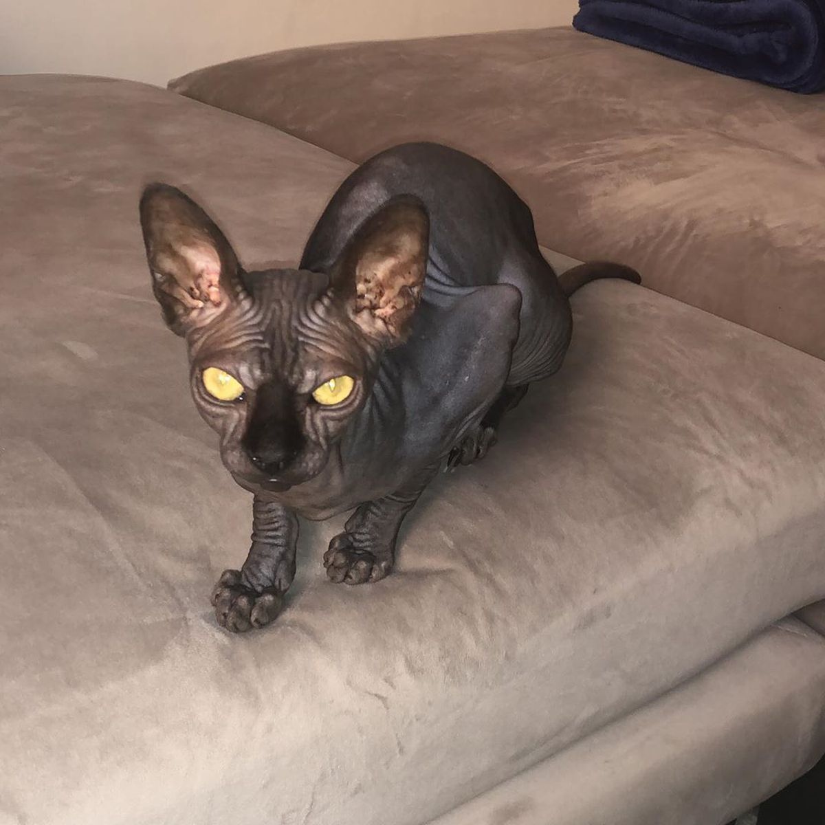 FOTO Anamaria Prodan și-a luat pisică de rasă! Câți bani a costat-o și cum a făcut-o vedetă pe internet