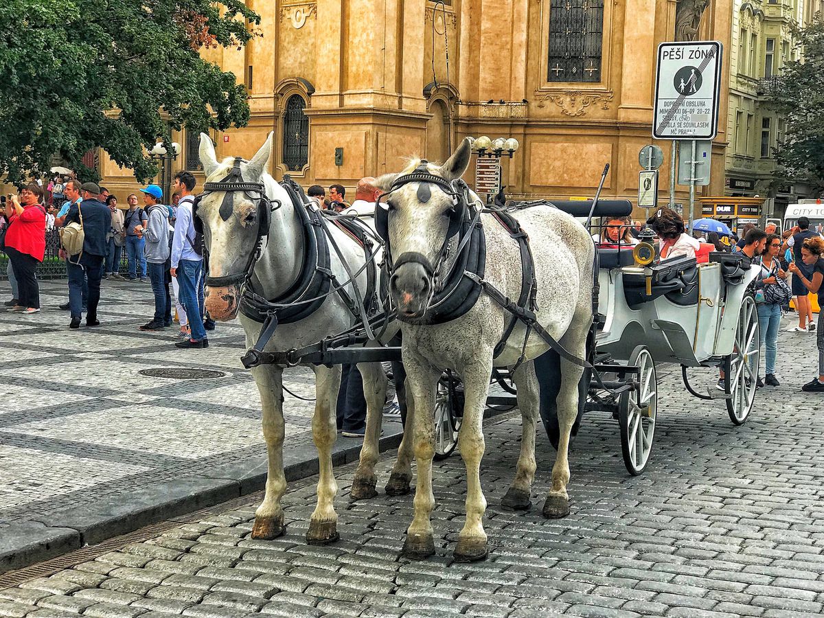 SLAVIA PRAGA - CFR CLUJ // Campioana României va ajunge astăzi la Praga, acolo unde speră să învingă Slavia » Visează la calificare în "Orașul de Aur"