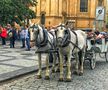 SLAVIA PRAGA - CFR CLUJ // VIDEO+FOTO Campioana României a ajuns la Praga » Visează la calificare în „Orașul de Aur"