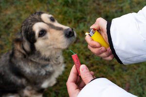 Artificiile care sperie animalele de Revelion, taxate din lumea sportului: „Mi se pare suficient pentru ca alte civilizații să nu ne contacteze!”