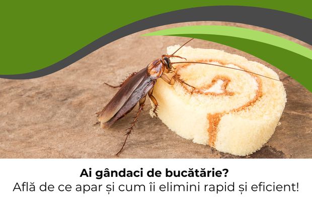 Ai gândaci de bucătărie? Află de ce apar și cum îi elimini rapid și eficient!