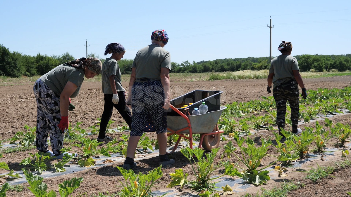 Ciprian Tătărușanu - „Din Grădina Noastră BIO”, din comuna Conțești