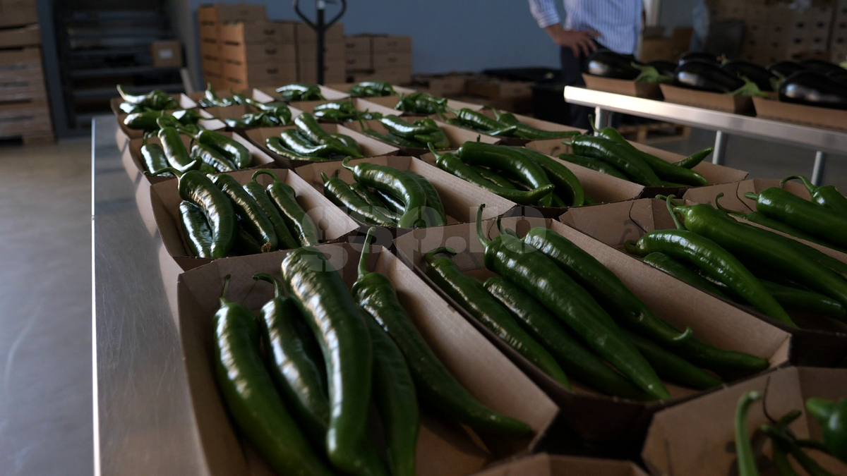 „Din 2020 sunt agricultor” » Ciprian Tătărușanu a lăsat fotbalul pentru dovlecei, zucchini și vinete bio! Fostul portar și-a prezentat afacerea: „Așa trebuie să fie leguma perfectă”