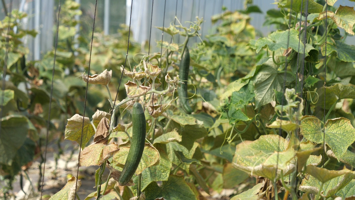 „Din 2020 sunt agricultor” » Ciprian Tătărușanu a lăsat fotbalul pentru dovlecei, zucchini și vinete bio! Fostul portar și-a prezentat afacerea: „Așa trebuie să fie leguma perfectă”