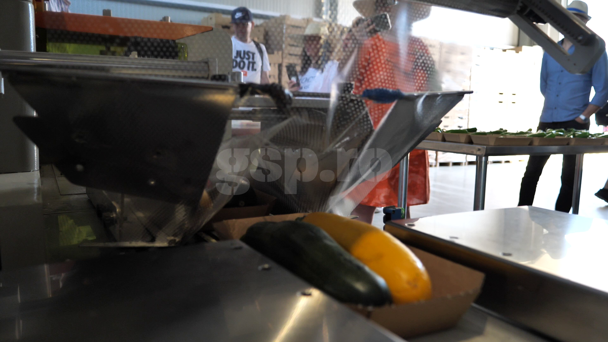 „Din 2020 sunt agricultor” » Ciprian Tătărușanu a lăsat fotbalul pentru dovlecei, zucchini și vinete bio! Fostul portar și-a prezentat afacerea: „Așa trebuie să fie leguma perfectă”