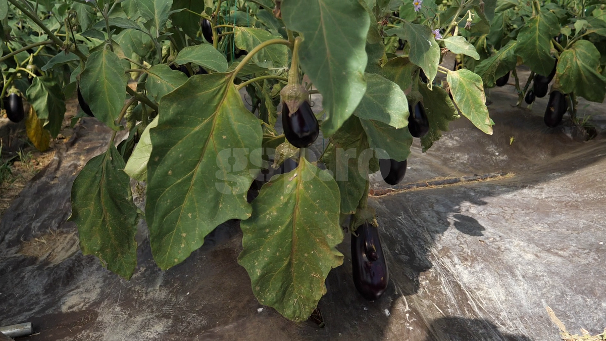 Ciprian Tătărușanu - „Din Grădina Noastră BIO”, din comuna Conțești