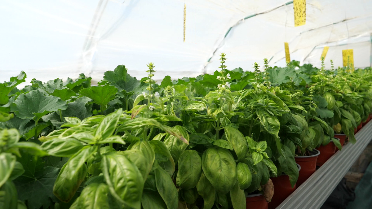 „Din 2020 sunt agricultor” » Ciprian Tătărușanu a lăsat fotbalul pentru dovlecei, zucchini și vinete bio! Fostul portar și-a prezentat afacerea: „Așa trebuie să fie leguma perfectă”