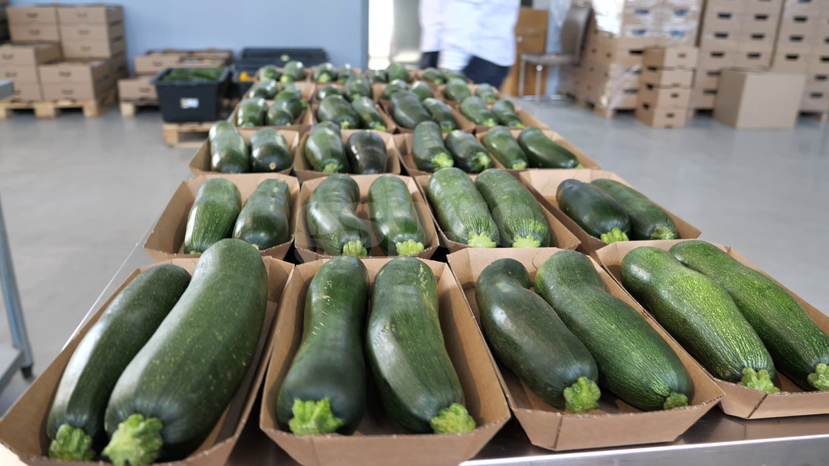 „Din 2020 sunt agricultor” » Ciprian Tătărușanu a lăsat fotbalul pentru dovlecei, zucchini și vinete bio! Fostul portar și-a prezentat afacerea: „Așa trebuie să fie leguma perfectă”