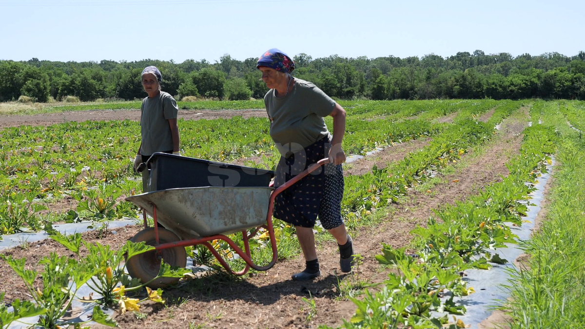 „Din 2020 sunt agricultor” » Ciprian Tătărușanu a lăsat fotbalul pentru dovlecei, zucchini și vinete bio! Fostul portar și-a prezentat afacerea: „Așa trebuie să fie leguma perfectă”