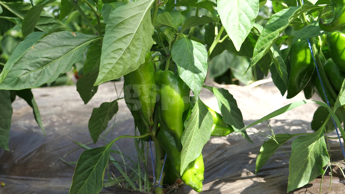 „Din 2020 sunt agricultor” » Ciprian Tătărușanu a lăsat fotbalul pentru dovlecei, zucchini și vinete bio! Fostul portar și-a prezentat afacerea: „Așa trebuie să fie leguma perfectă”