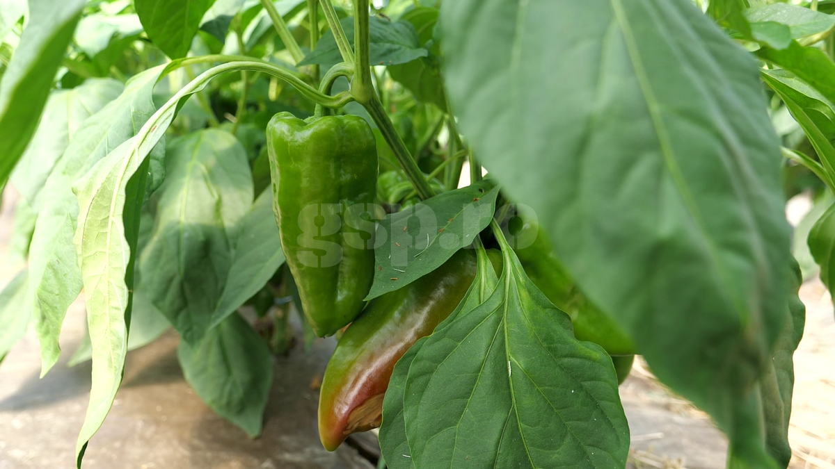 „Din 2020 sunt agricultor” » Ciprian Tătărușanu a lăsat fotbalul pentru dovlecei, zucchini și vinete bio! Fostul portar și-a prezentat afacerea: „Așa trebuie să fie leguma perfectă”