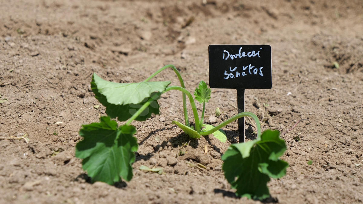 Ciprian Tătărușanu - „Din Grădina Noastră BIO”, din comuna Conțești