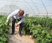Ciprian Tătăruşanu s-a lansat în agricultură. GSP.RO a vizitat cooperativa agricolă „Din Grădina Noastră BIO”, din comuna Conțești. Foto: Andrei Crăițoiu