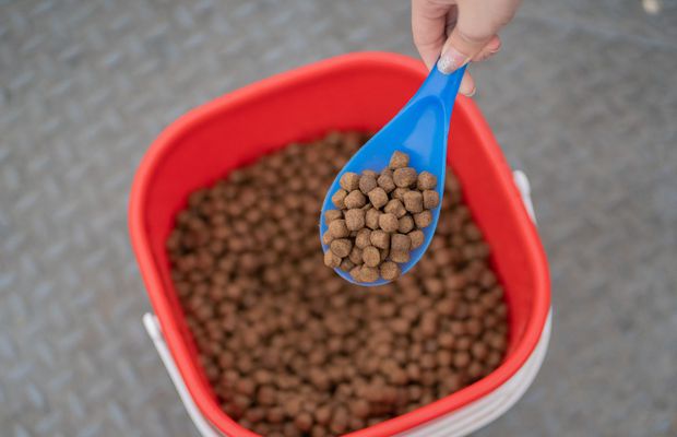 Sfaturi pentru depozitarea corectă a hranei uscate pentru companionul tău