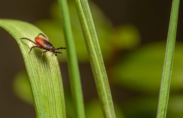 Cum să scapi de căpușe: ghid complet pentru acasă și grădină