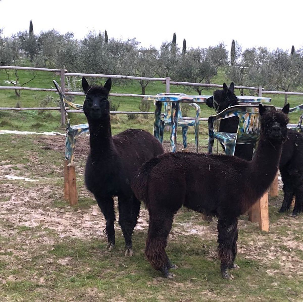 Secretul „exploziei” lui Napoli e la ferma din Toscana: „În tăcerea din La Rimessa am fost ca un călugăr”