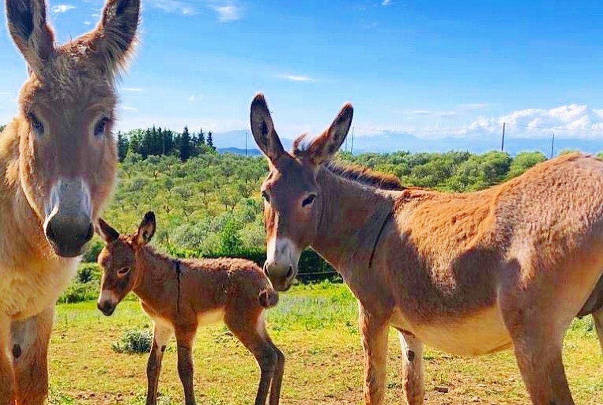 Secretul „exploziei” lui Napoli e la ferma din Toscana: „În tăcerea din La Rimessa am fost ca un călugăr”