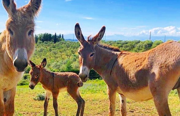 Secretul „exploziei” lui Napoli e la ferma din Toscana: „În tăcerea din La Rimessa am fost ca un călugăr”