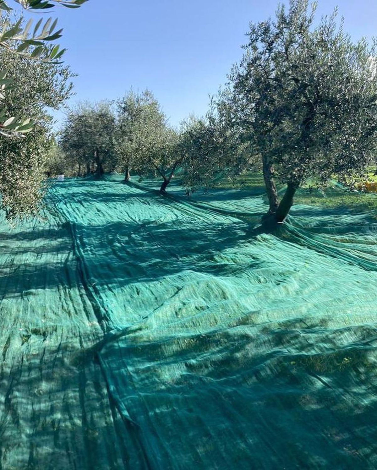 Secretul „exploziei” lui Napoli e la ferma din Toscana: „În tăcerea din La Rimessa am fost ca un călugăr”