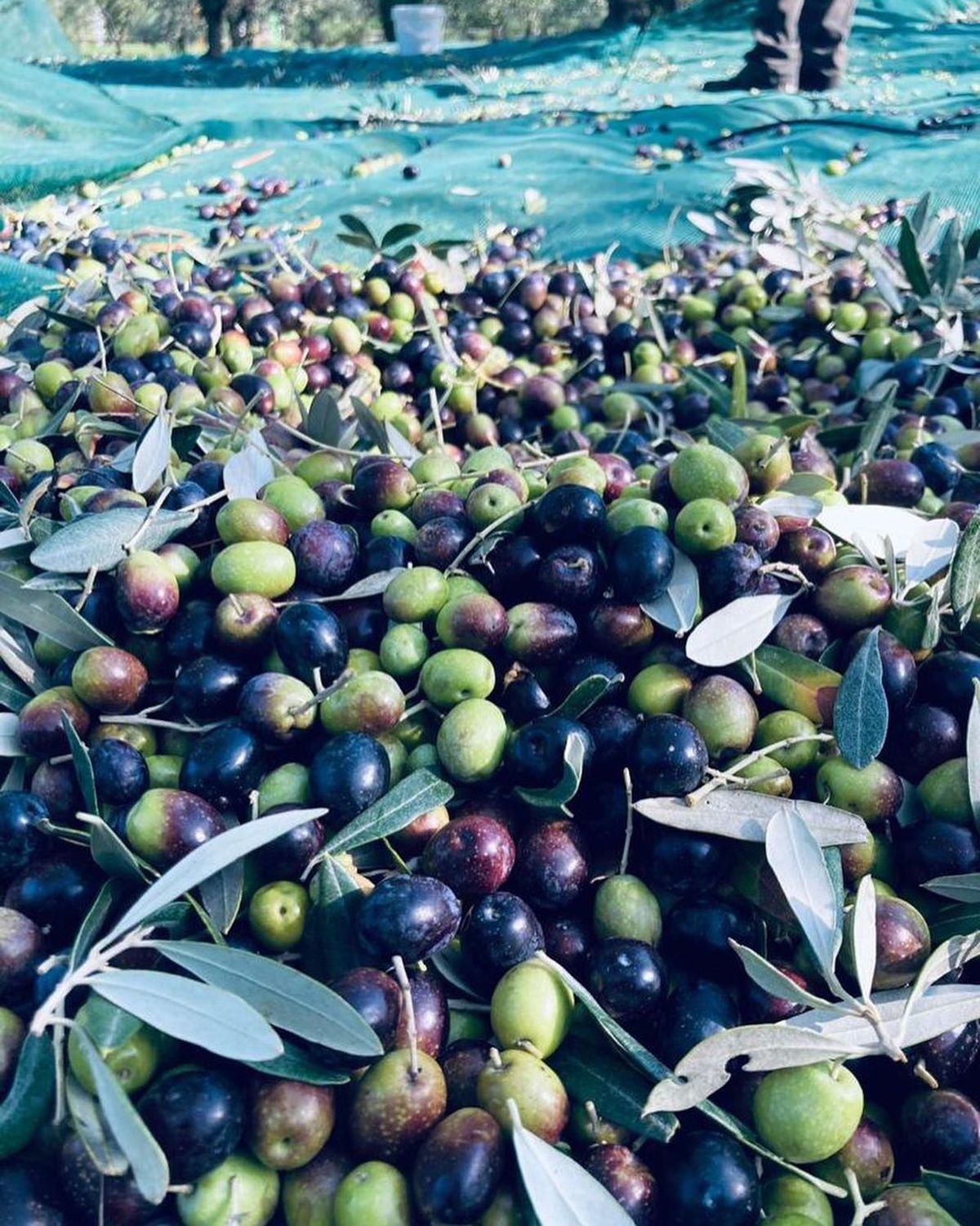 Spalletti s-a retras la ferma sa din La Rimessa