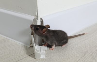 Deratizare șobolani: De ce intervenția profesională este singura soluție sigură pentru casa ta