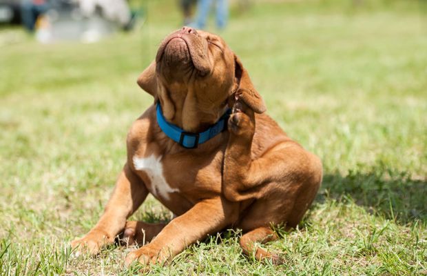 Dezinsectie purici: Tot ce trebuie să știi despre eliminarea puricilor din casă