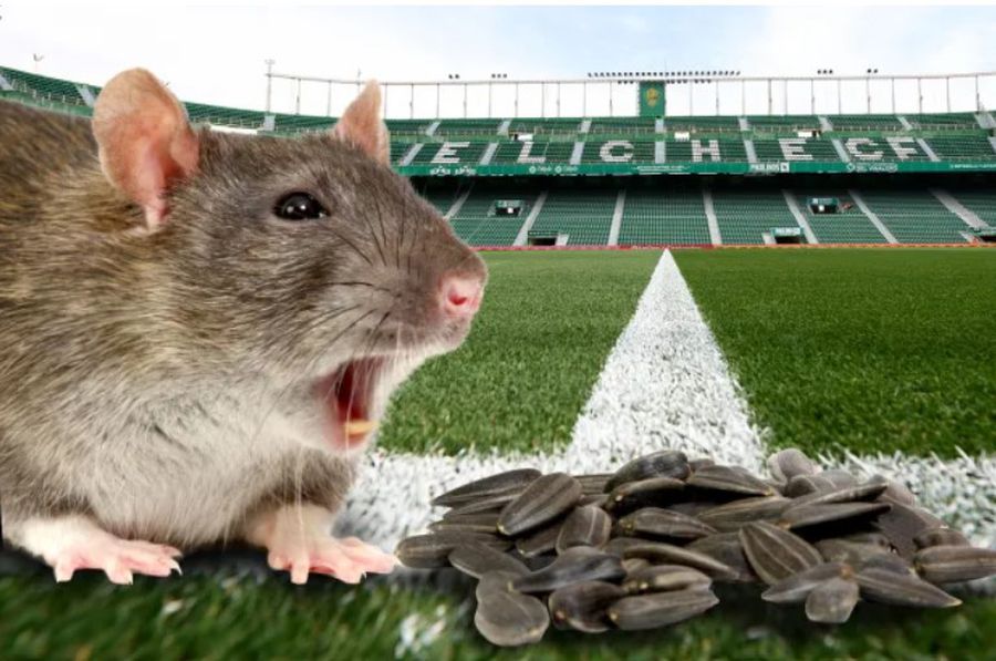 Rozătoarele și porumbeii sunt dușmanii stadionului din Elche, atrași de cojile de semințe / Foto: X În Spania, se interzice consumul de semințe pe stadioane: „Atrage șobolanii!”
