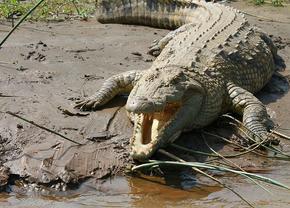 Horror! Un fotbalist costarican a sfârșit între fălcile unui crocodil