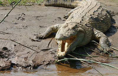 Horror! Un fotbalist costarican a sfârșit între fălcile unui crocodil