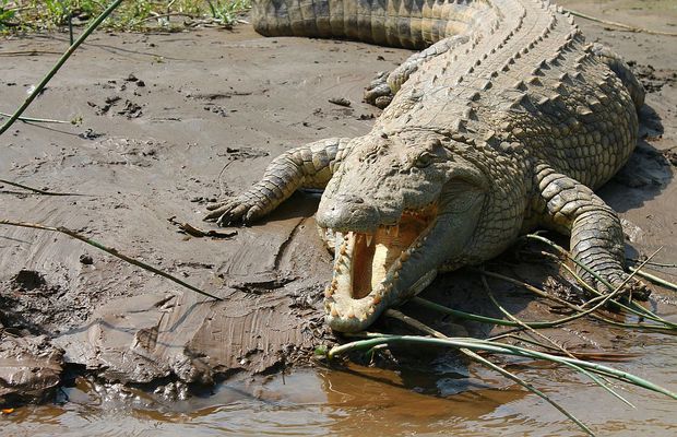 Horror! Un fotbalist costarican a sfârșit între fălcile unui crocodil