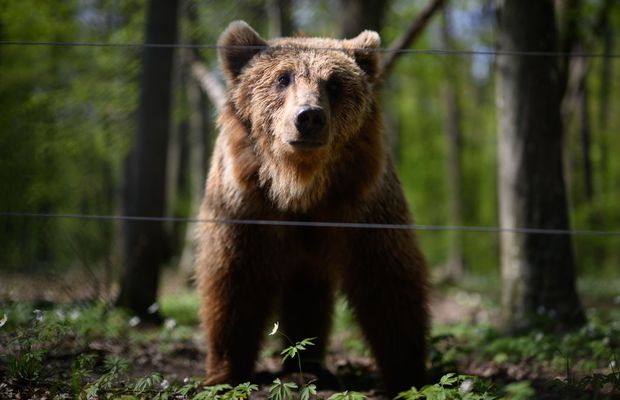 RO-Alert după Sepsi - CS Mioveni: URS în preajma stadionului! „Atenție, nu e o glumă!”