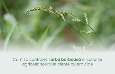 Cum să controlezi iarba bărboasă în culturile agricole: soluții eficiente cu erbicide