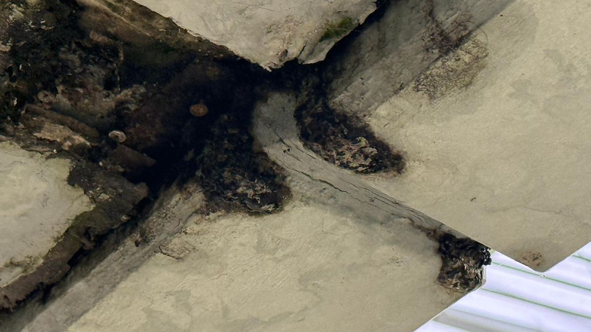 Peluza Nord și-a schimbat locul pe Arena Națională la FCSB - Young Boys, după sancțiunea aplicată de UEFA