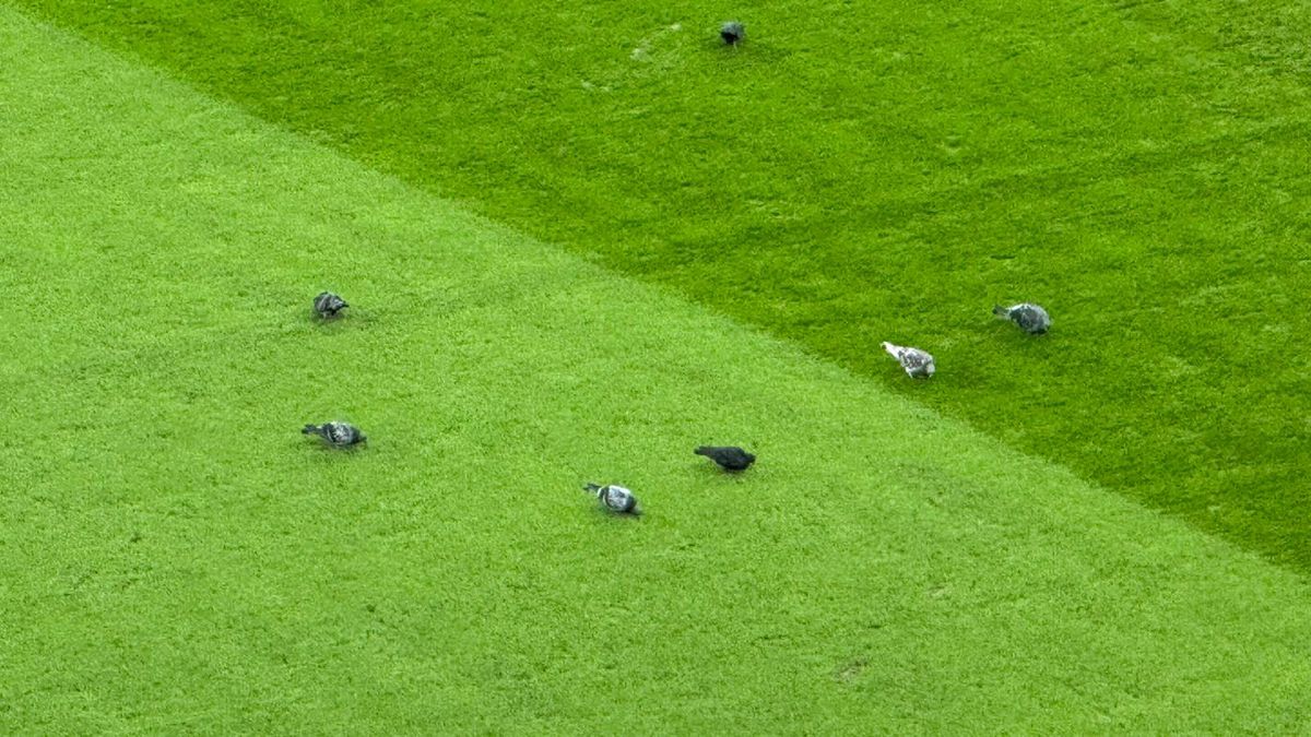 Peluza Nord și-a schimbat locul pe Arena Națională la FCSB - Young Boys, după sancțiunea aplicată de UEFA