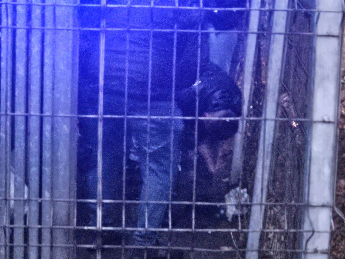 Bătaie între Jandarmerie și ultrașii radicali elvețieni înainte de FCSB - Young Boys » Forțele de ordine au folosit gaze lacrimogene