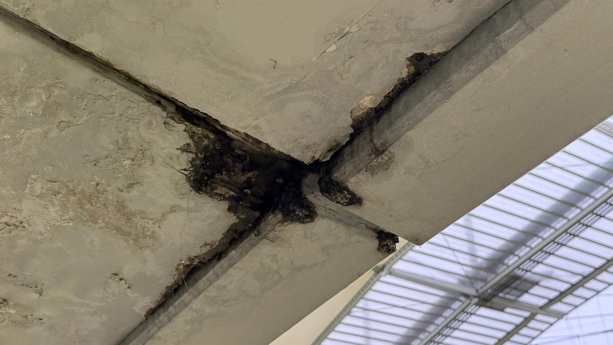 Peluza Nord și-a schimbat locul pe Arena Națională la FCSB - Young Boys, după sancțiunea aplicată de UEFA