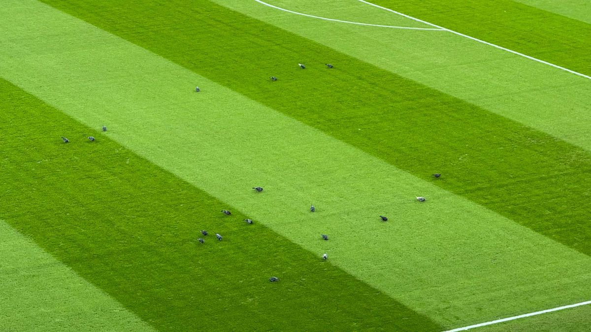 Peluza Nord și-a schimbat locul pe Arena Națională la FCSB - Young Boys, după sancțiunea aplicată de UEFA