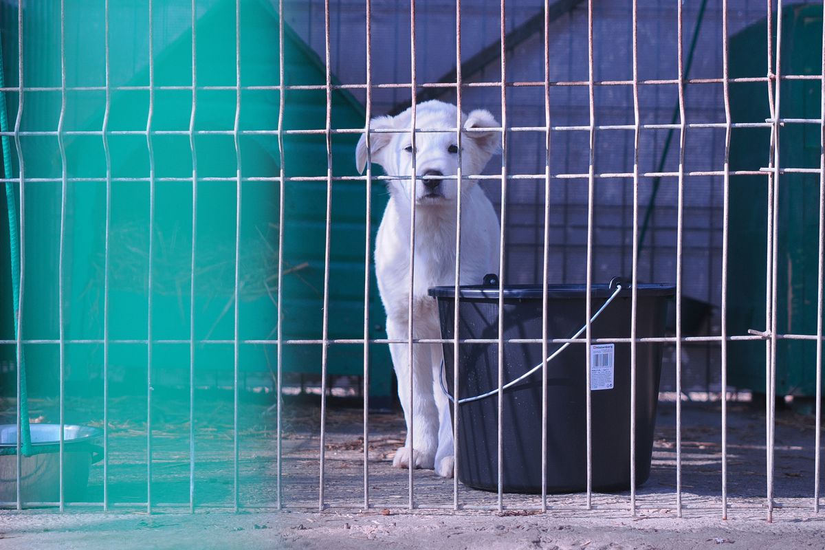 Mihai si Teodora Stoica la adapostul de caini