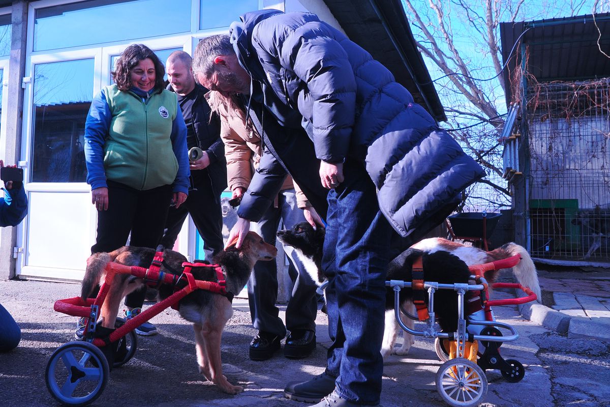 Mihai Stoica și fiica sa, Teodora, au gătit pentru câinii fără stăpân de la Adăpostul Speranța » Replica lui MM pentru „câinii” din Liga 1, după ce Dinamo a ajuns ultima în clasament