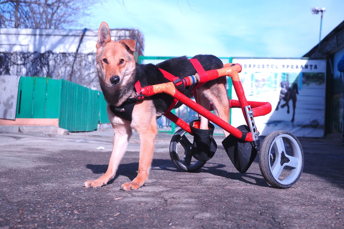 Mihai Stoica și fiica sa, Teodora, au gătit pentru câinii fără stăpân de la Adăpostul Speranța » Replica lui MM pentru „câinii” din Liga 1, după ce Dinamo a ajuns ultima în clasament