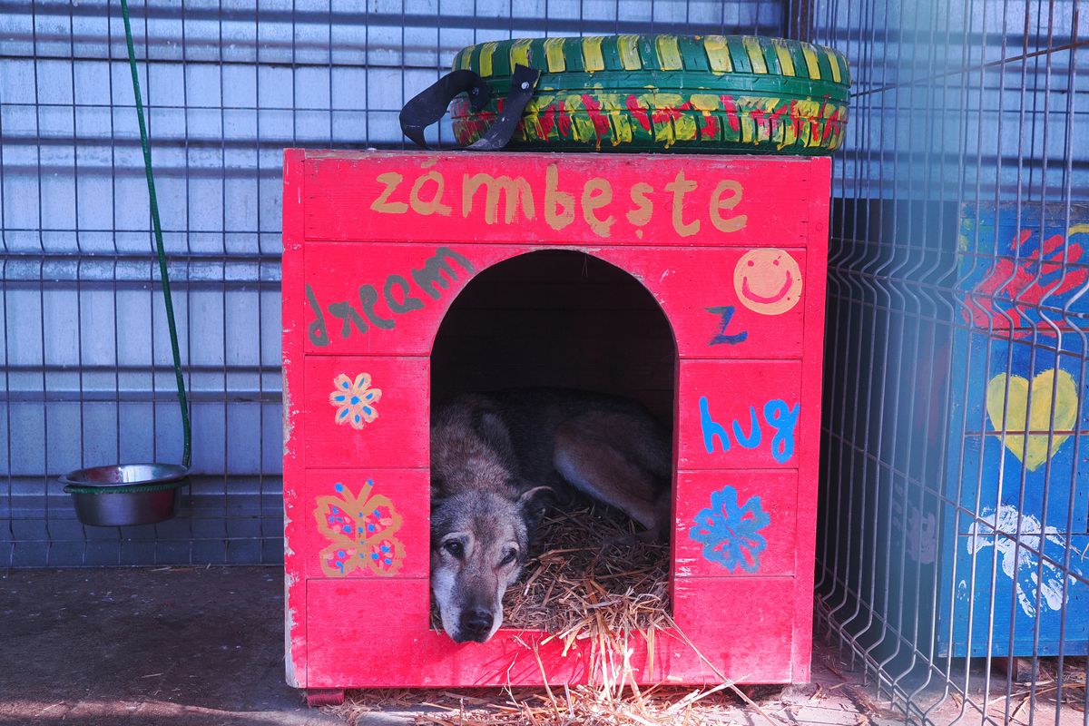 Mihai Stoica și fiica sa, Teodora, au gătit pentru câinii fără stăpân de la Adăpostul Speranța » Replica lui MM pentru „câinii” din Liga 1, după ce Dinamo a ajuns ultima în clasament