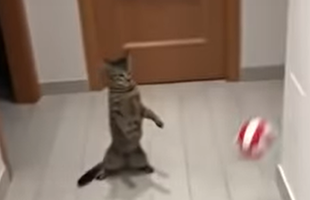 VIDEO fabulos: pisica unui fan Juventus plonjează ca un portar veritabil